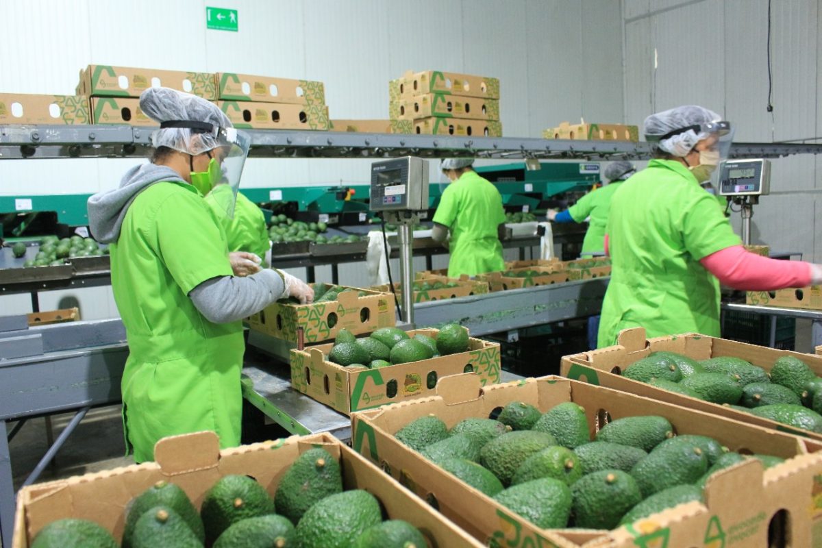 Expectativa por primer envío de aguacate Hass de Guatemala a Estados Unidos. / Foto: MAGA.
