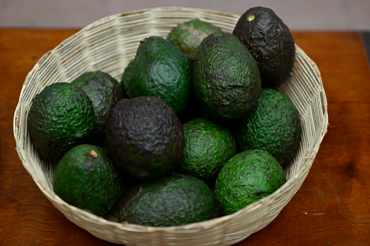 Guatemala entrará al mayor mercado comprador de aguacate, Estados Unidos