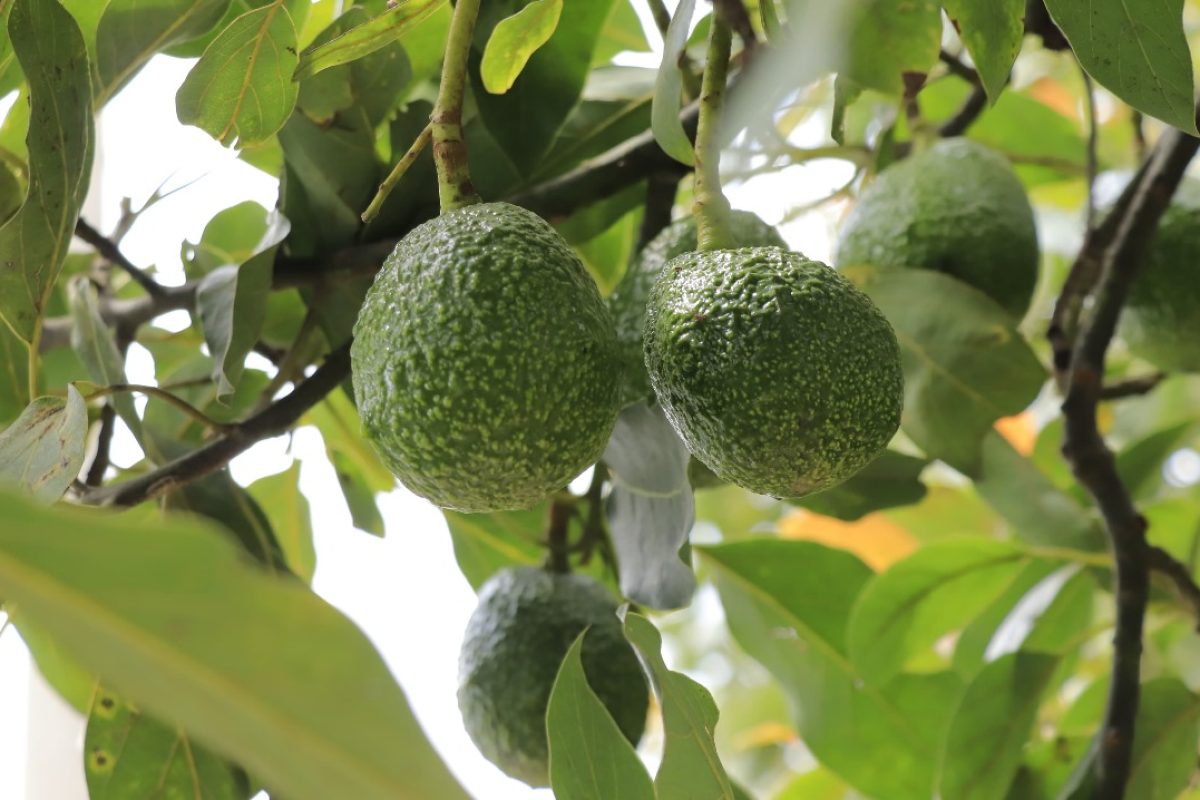 Aguacate Hass de Guatemala se exportará hacia Estados Unidos. / Foto: MAGA.