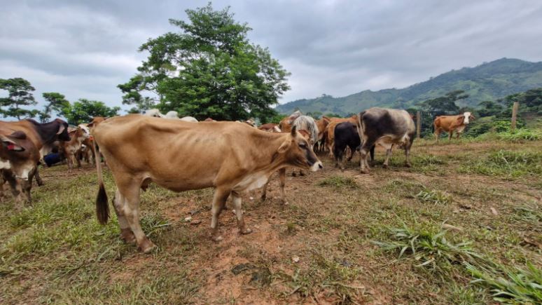La recuperación de los animales afectados y las acciones de control reflejan el compromiso del MAGA por proteger al sector ganadero. / Foto: MAGA
