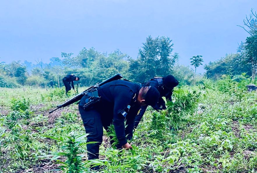 En más de 7.9 millones de quetzales valoran marihuana erradicada en Petén