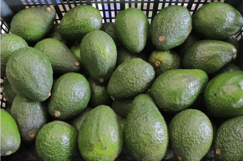 MAGA proyecta exportar 3 mil toneladas de aguacate Hass en 2025