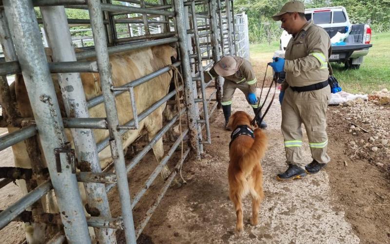 Siguen las inspecciones por el gusano barrenador del ganado. / Foto: MAGA.