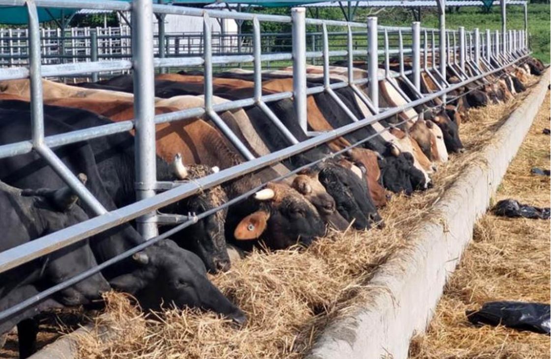 Guatemala refuerza protocolos sanitarios para exportación de ganado hacia México