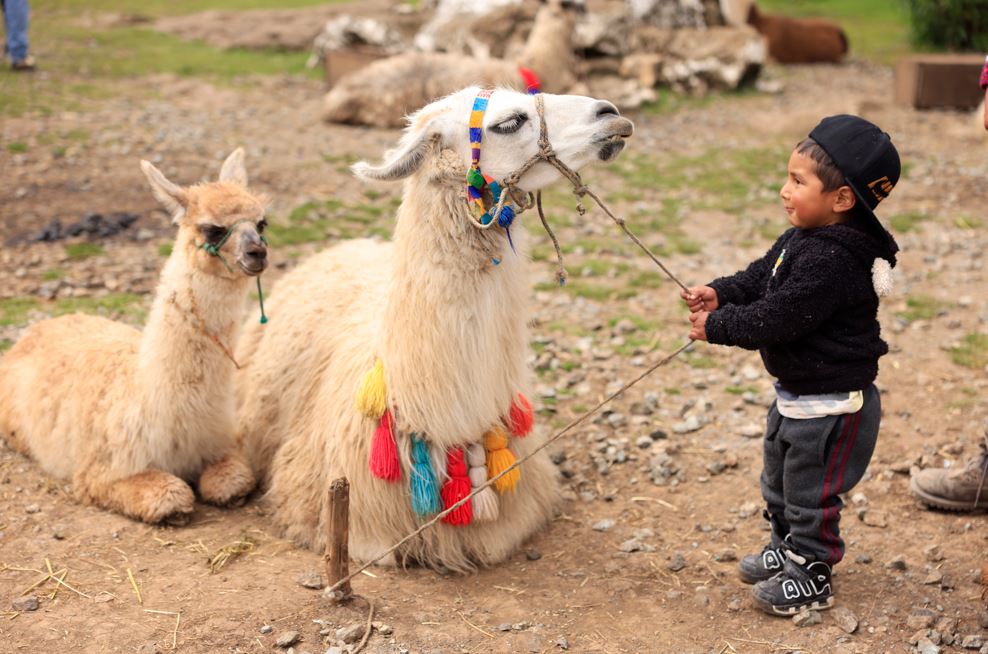 Las “llamas de los Cuchumatanes”, una experiencia única en Huehuetenango