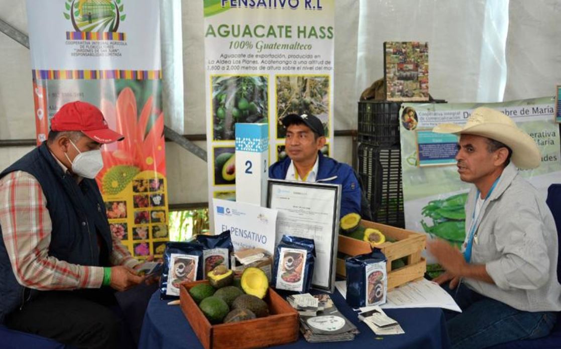 El ingreso al mercado estadounidense marca un hito para los productores guatemaltecos. / Foto: MAGA.