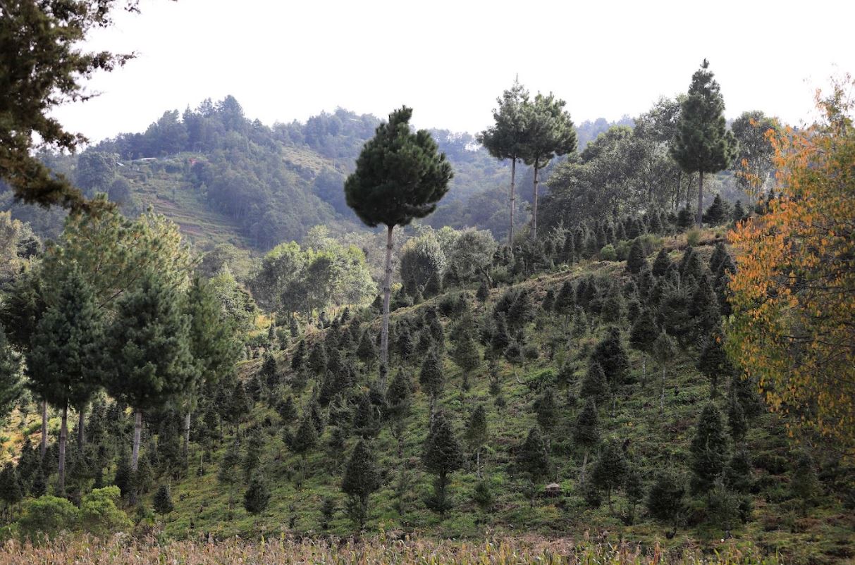 Jalapa se une a la campaña nacional para la protección del pinabete