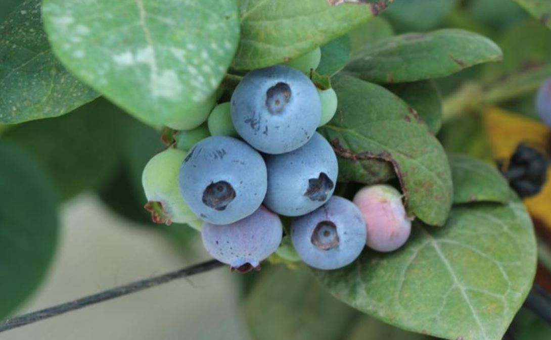 Clima frío, clave para los cultivos de algunos frutos en Guatemala