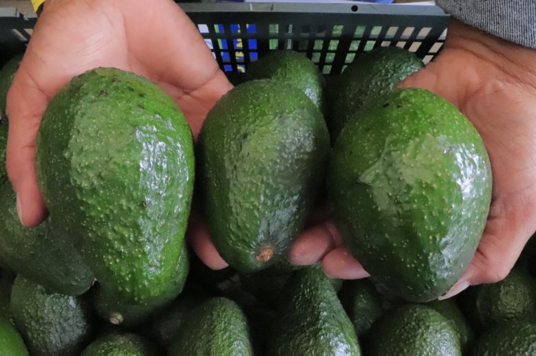 El MAGA busca impulsar la economía agrícola del país y garantizar que el aguacate Hass guatemalteco llegue a los consumidores internacionales. / Foto: MAGA