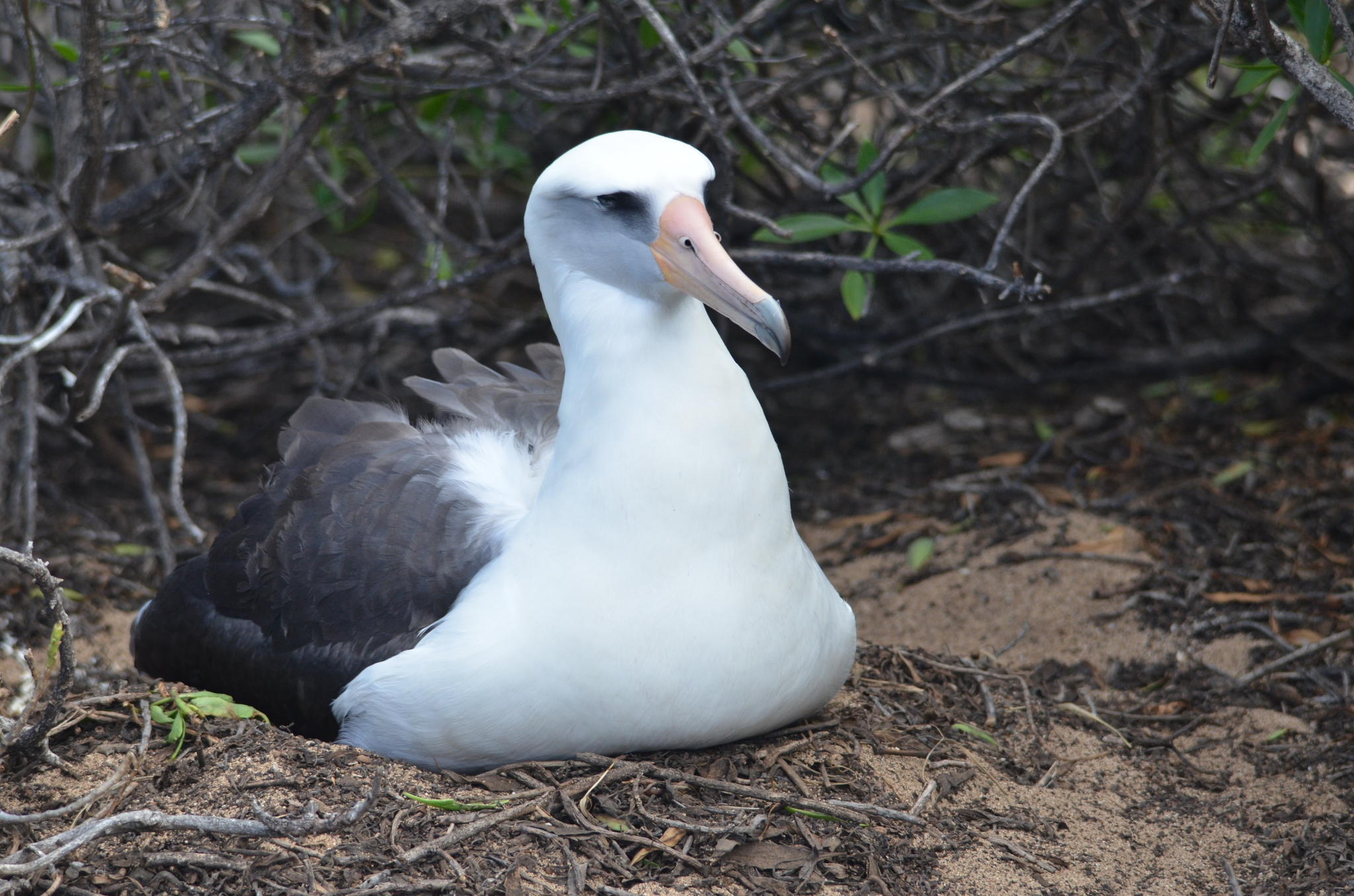 Albatros de Laysan. / Foto: iNaturalist Ecuador.