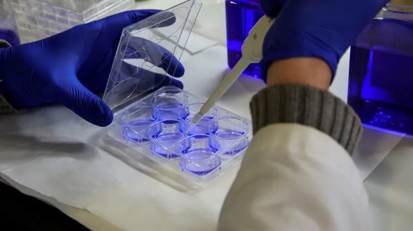 Descubren proceso genético para el desarrollo del cráneo.
