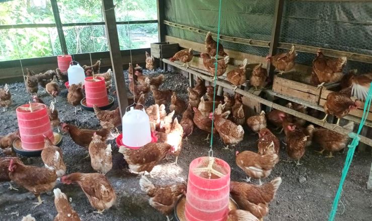 MAGA acerca vacunación triple aviar para proteger la producción en Petén