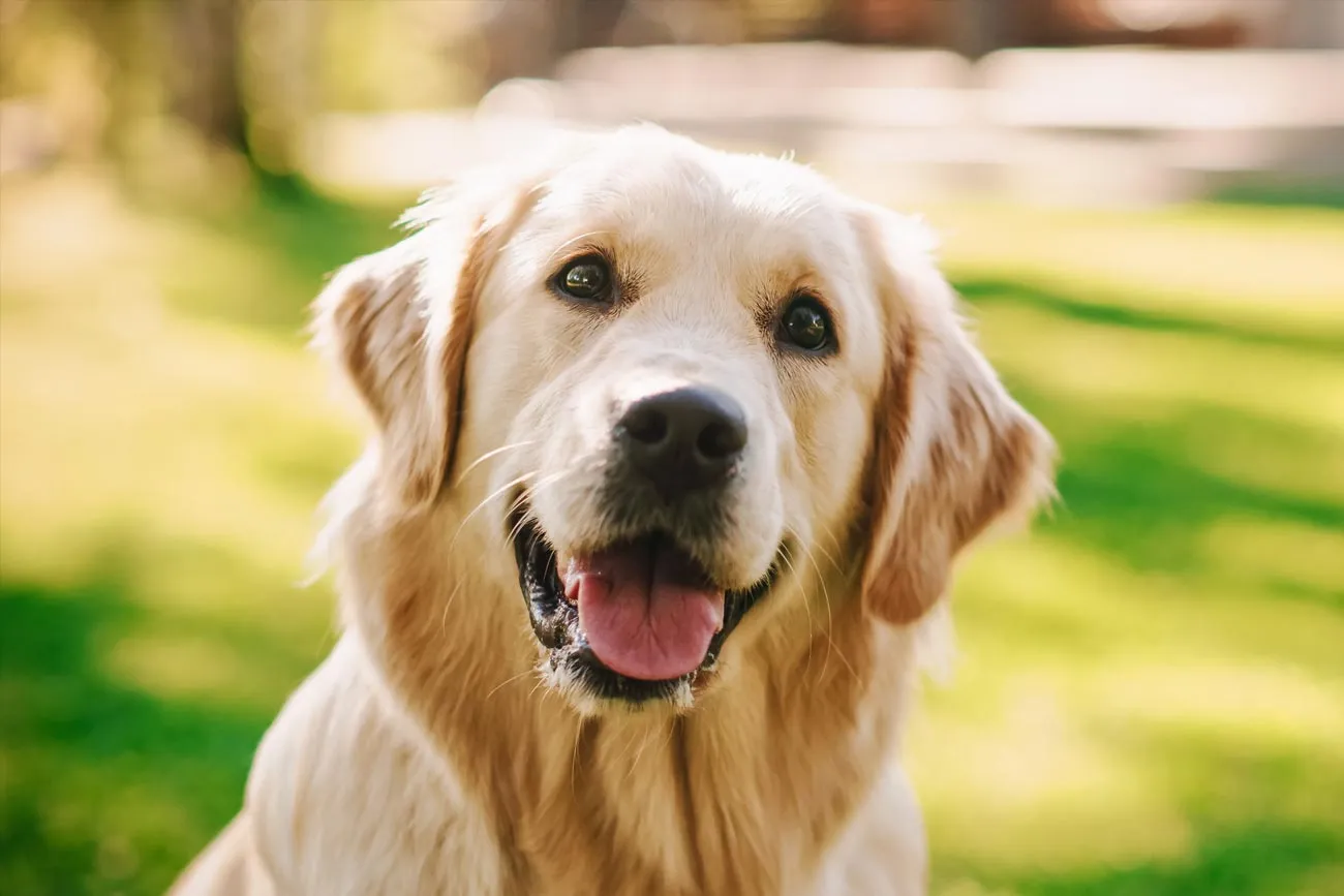 Recomendaciones para cuidar a sus mascotas si viaja en esta época