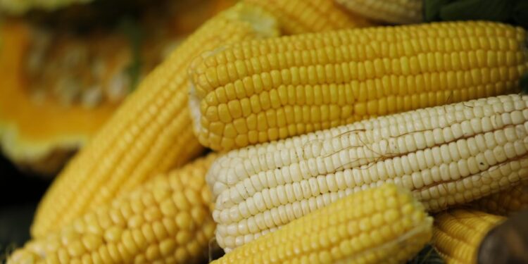 Mineco autoriza importación de 750 mil toneladas de maíz amarillo