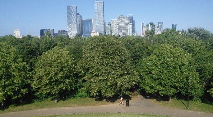 No todos los tipos de árbol ayudan a refrescar las ciudades por la noche
