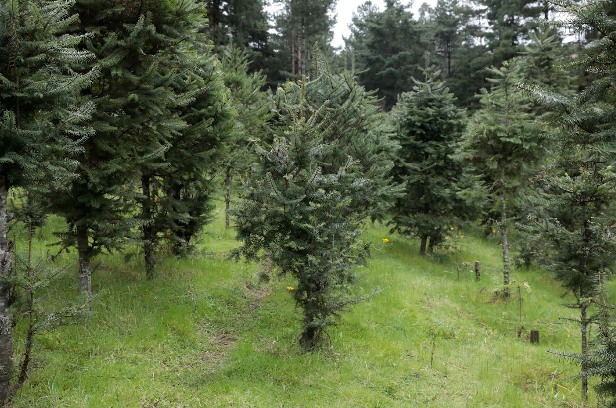 Fomentan la conservación, protección y manejo sostenible del pinabete
