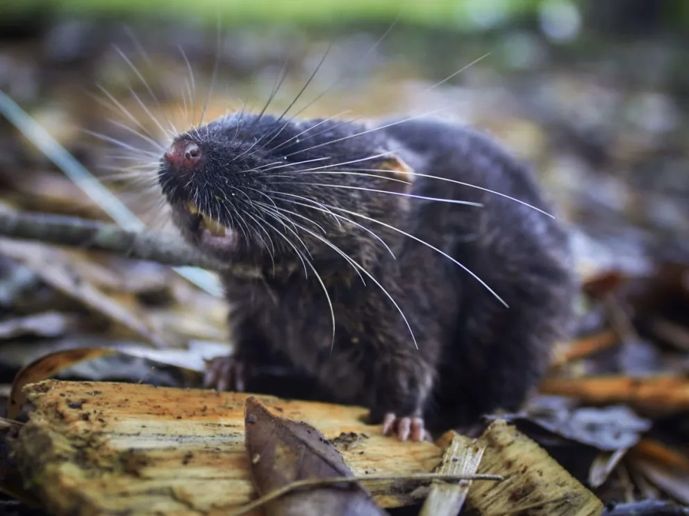 Entre las especies localizadas por la expedición en la Amazonía peruana se encuentra el ratón anfibio.