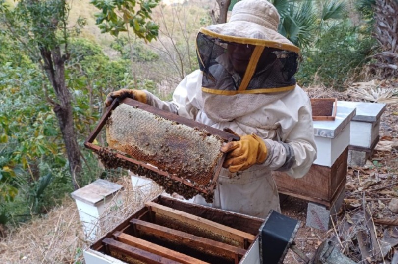 III Festival Apícola Nacional celebra la riqueza de las abejas en Guatemala