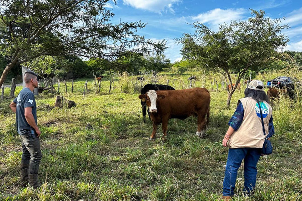 Se inspeccionaron 28 bovinos, tanto machos como hembras, de las razas Simmental y Angus Negro. / Foto: MAGA
