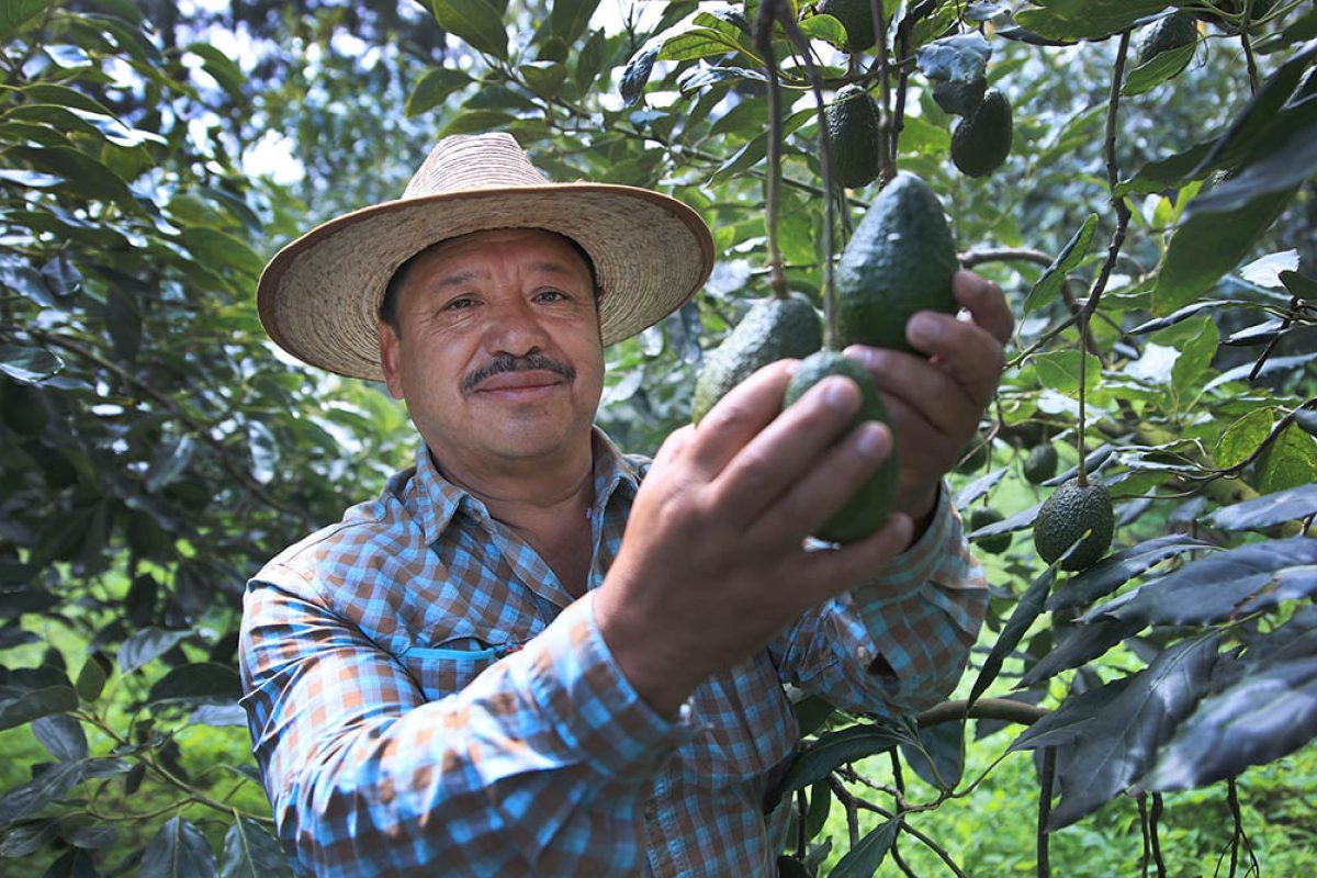 Capacitación gratuita para exportadores de aguacate Hass rumbo al mercado estadounidense
