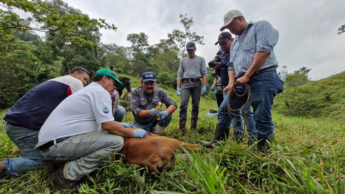 El MAGA, a través del Visar, ha reforzado sus acciones para combatir el gusano barrenador del ganado. / Foto: MAGA