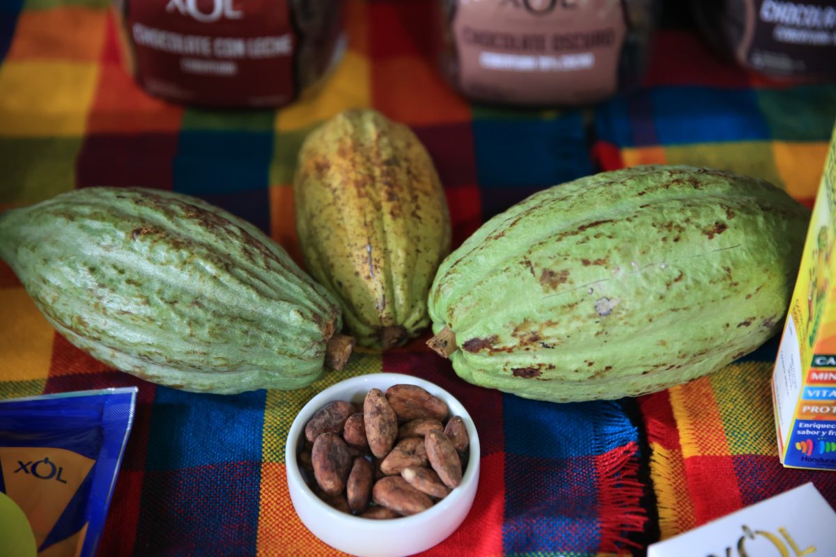 Conozca los beneficios del cacao y su consumo en época de fin de año