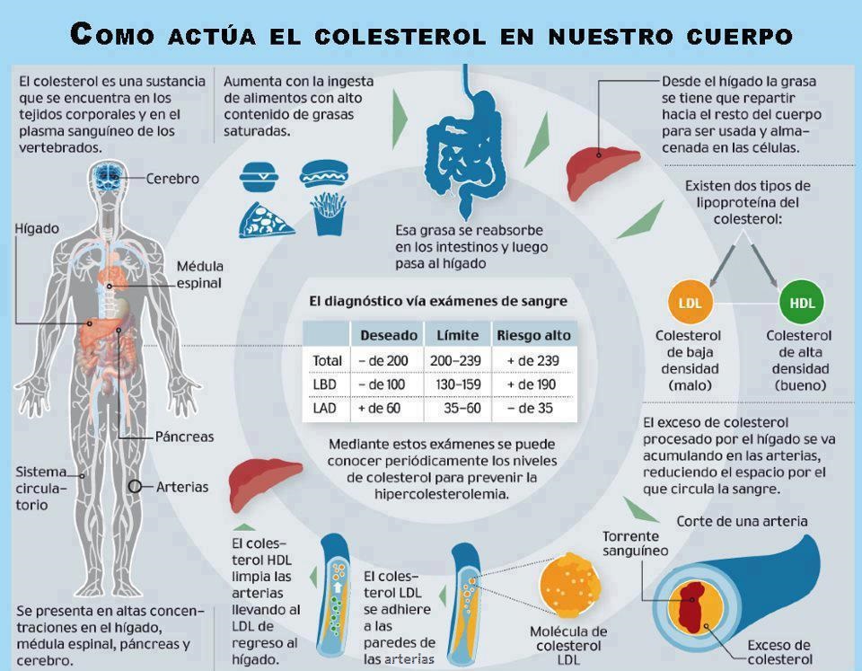 El gráfico de Salud, nutrición y estética en equilibrio muestra cómo actúa el colesterol en el cuerpo.