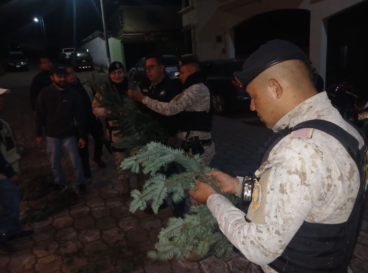 Diprona incauta más de 3 mil ramillas de pinabete ilegal en Quetzaltenango
