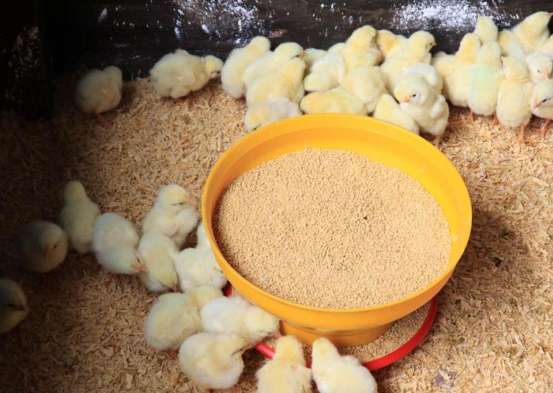 La humedad y la temperatura son factores que deben ser monitoreados constantemente para garantizar el bienestar de los pollos. / Foto: MAGA