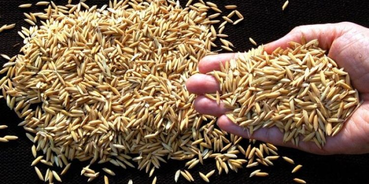 Gobierno autoriza contingente de 40 mil toneladas métricas de arroz con cáscara &nbsp;