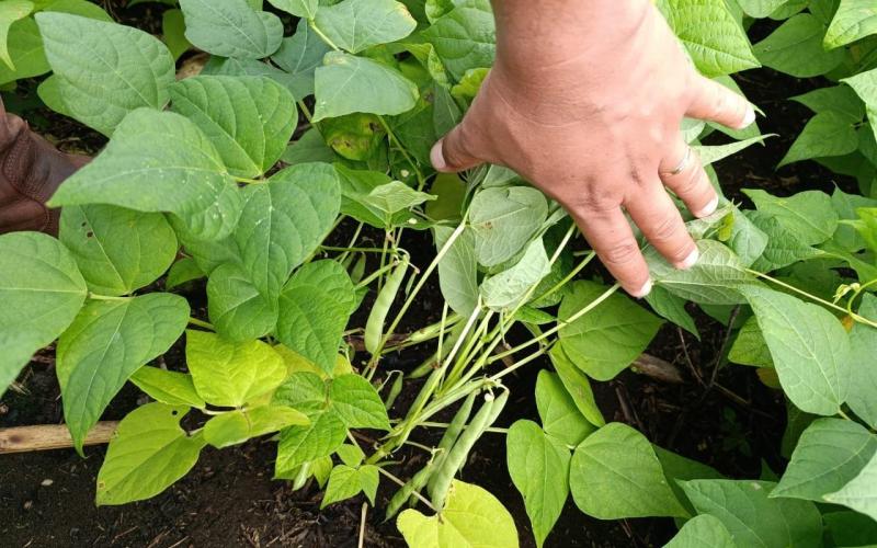 Asistencia agrícola se presta en plantaciones de frijol y chile pimiento de Petén. / Foto: MAGA.
