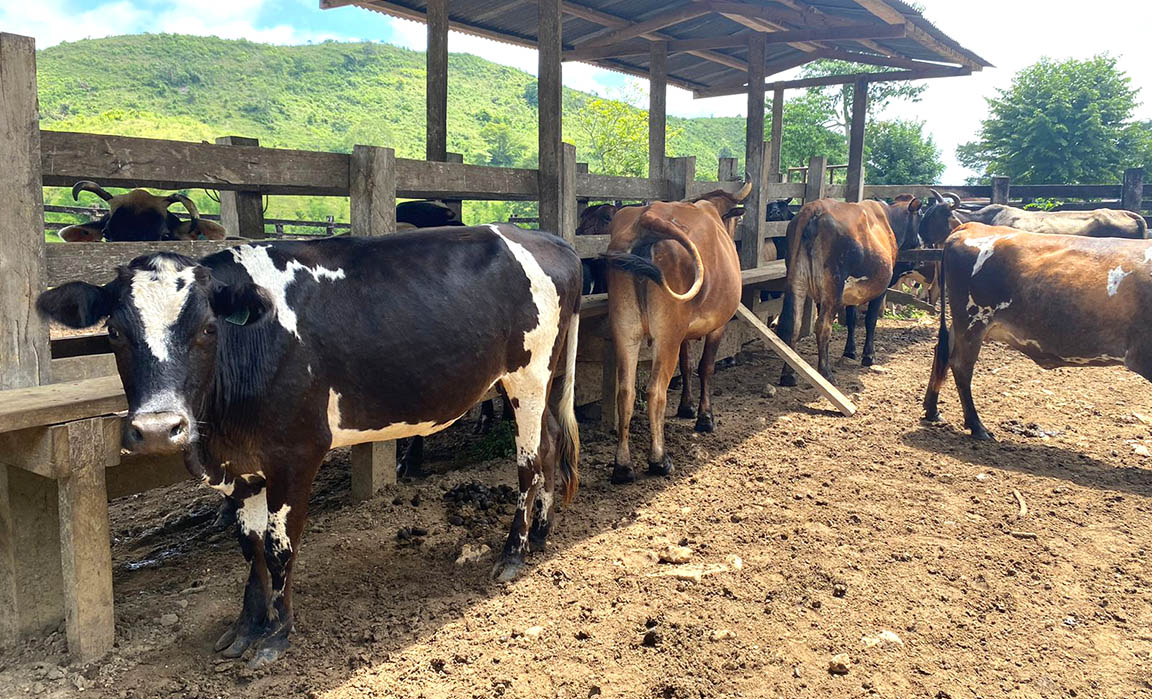 Asistencia técnica bovina a brigadas pecuarias en Petén