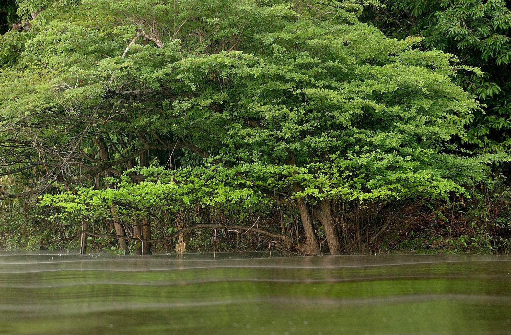 La desaparición de bosques inundados amenaza la abundancia de peces en la Amazonía.