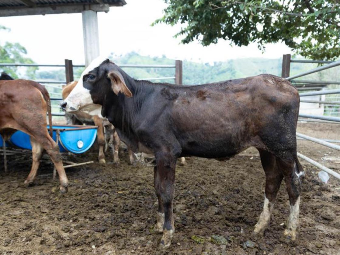 El 75 % de los animales afectados por el gusano barrenador se recupera gracias a acciones del Visar. / Foto: MAGA.