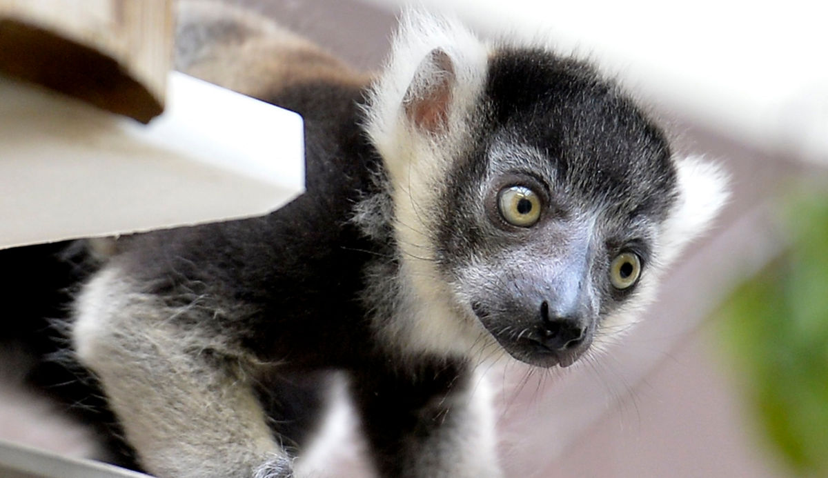 El parásito se localizó en tres lémures que murieron entre 2020 y 2022 en el zoológico Bioparc de Valencia, el cual también puede afectar a personas.
