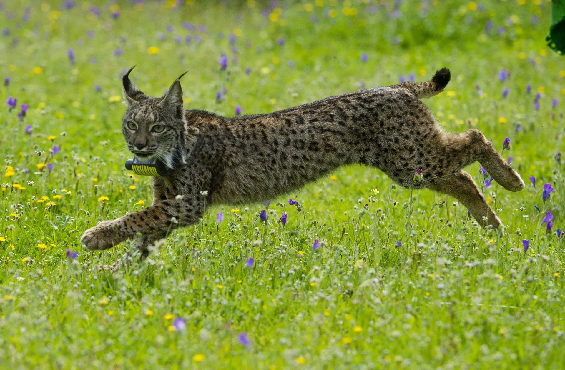 El lince ibérico es una muestra de cómo se pierde la biodiversidad genética, pero también cómo se puede ayudar a conservarla.