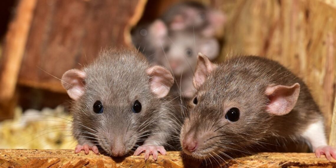 Las ratas pueden percibir el peligro y contextos amenazantes. / Foto: EFE.