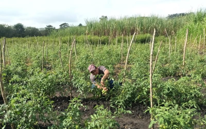 MAGA impulsa el cultivo sostenible de tomate en Petén. / Foto: MAGA.