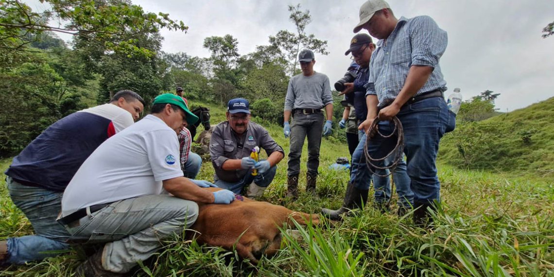 Organismos internacionales cooperarán en el combate del gusano barrenador. / Foto: MAGA.
