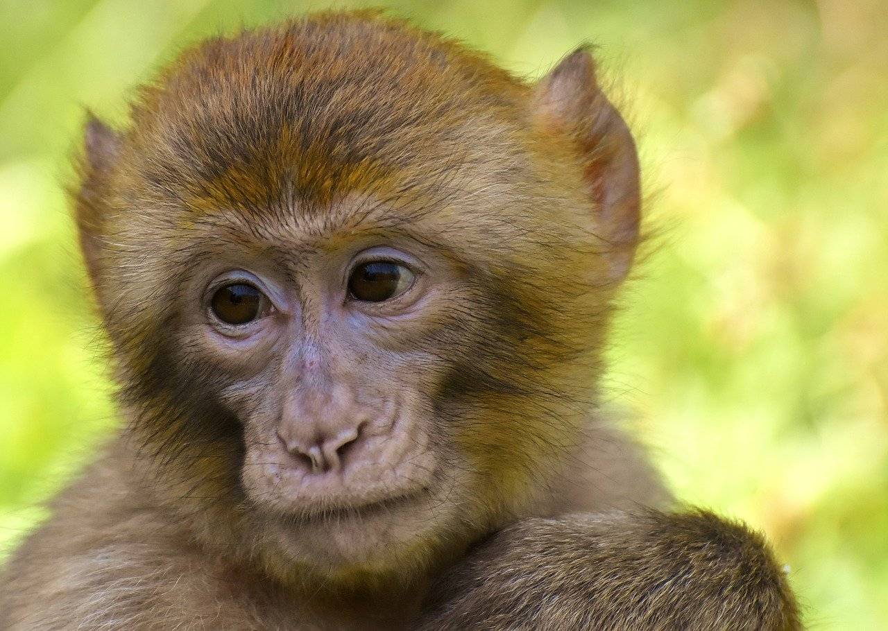 Experimentos de trasplantes en macacos ayudarían a comprender por qué los humanos rechazan órganos ajenos. / Foto: Agencia SINC.
