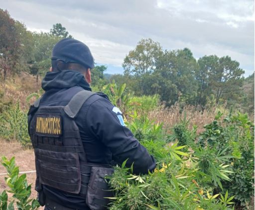 Las autoridades reportaron un avalúo total de lo incautado durante el 2024 que asciende a 2 mil 784 millones 695 mil 624.31 quetzales. / Foto: PNC