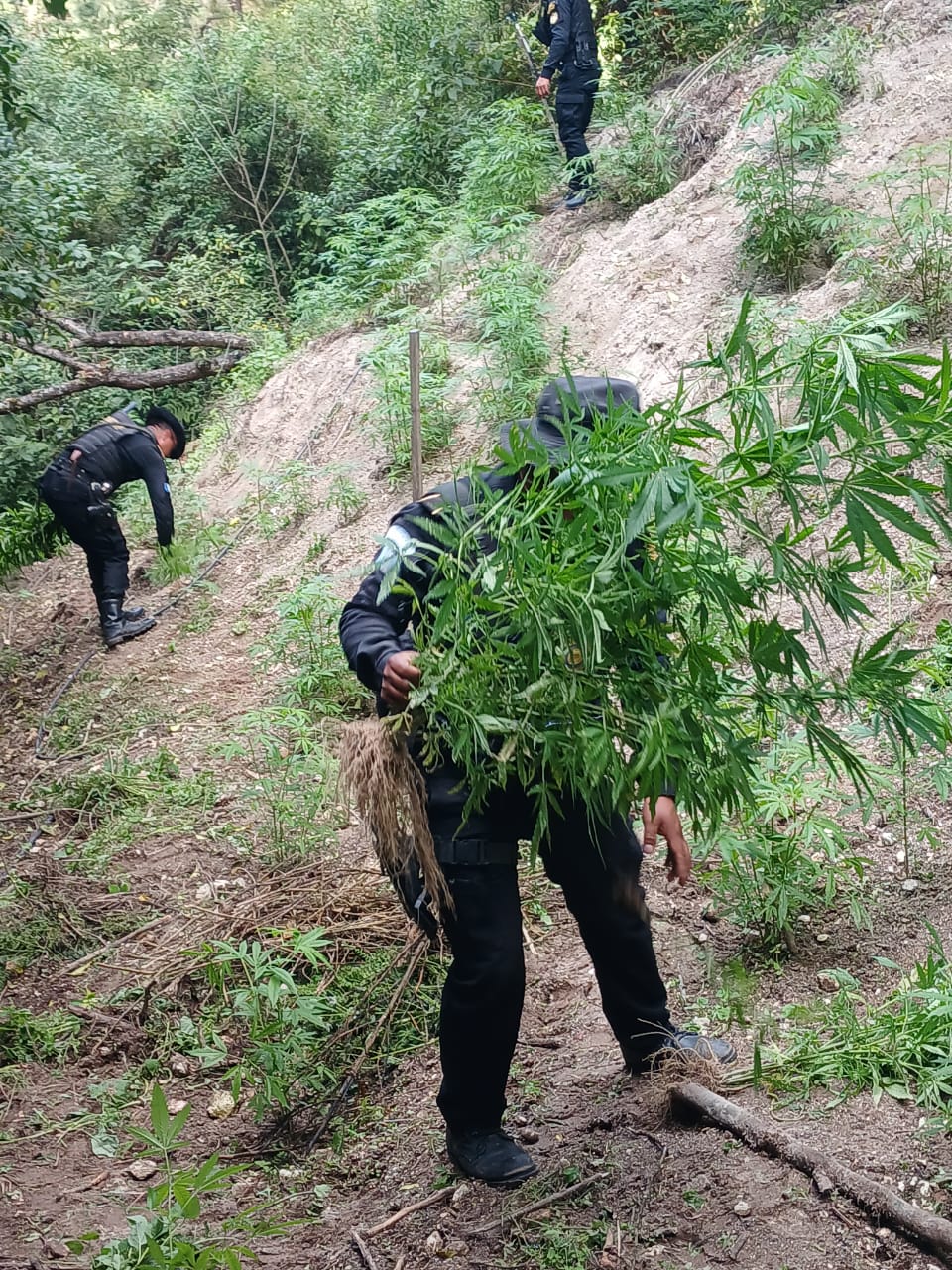 Erradican marihuana en Totonicapán. / Foto: PNC.