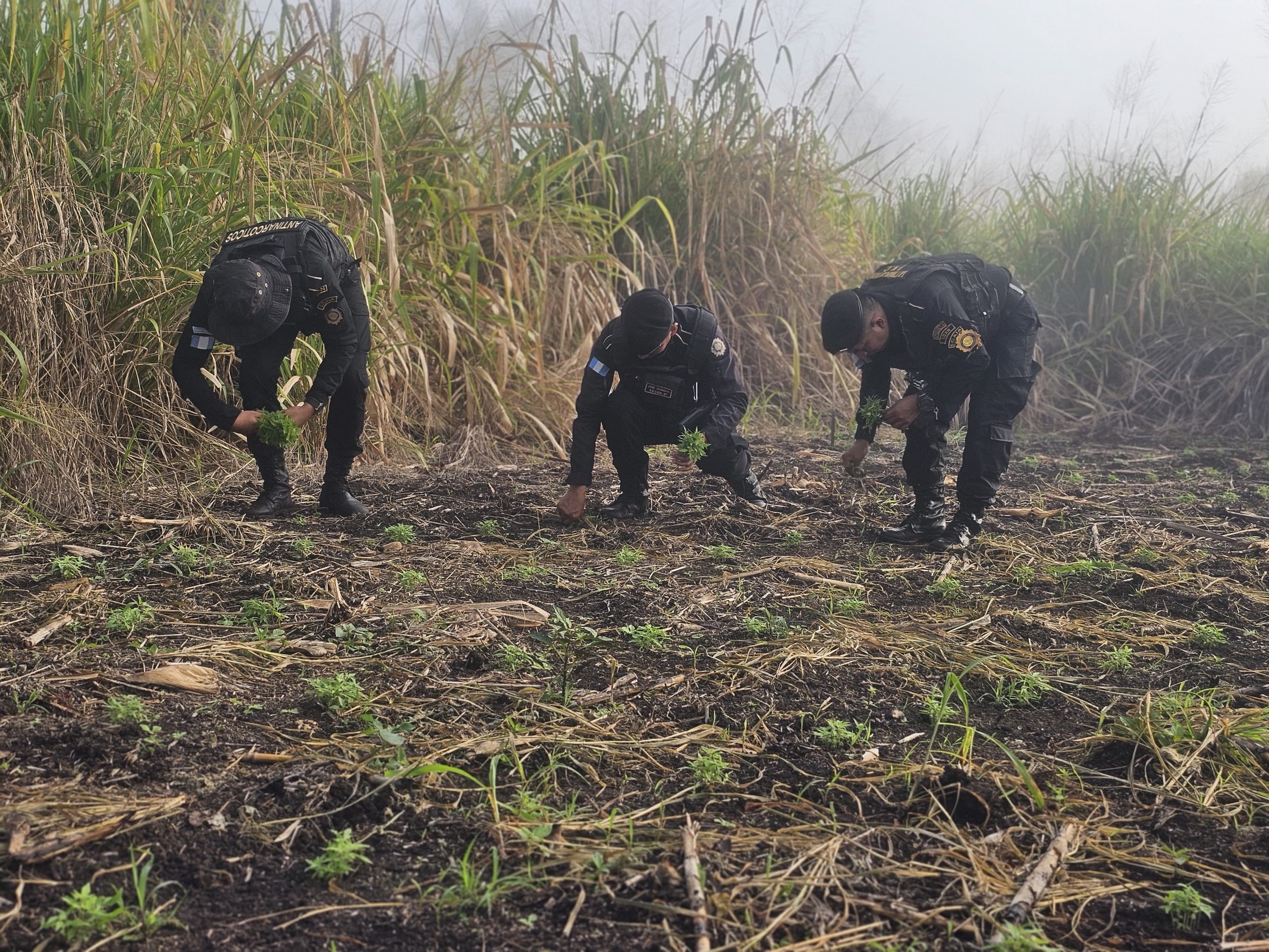 PNC erradica más de 38 mil matas de marihuana en Petén