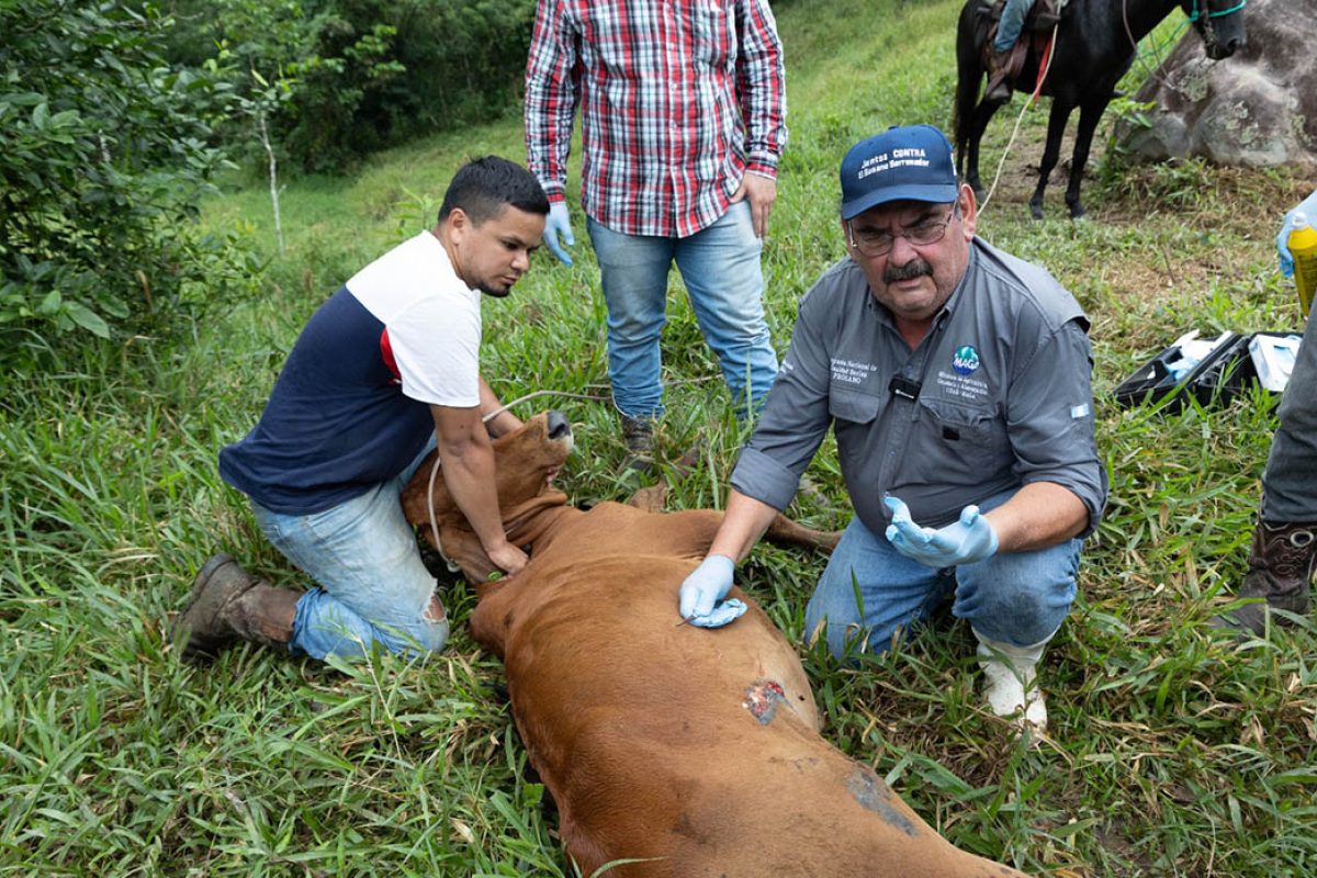 MAGA ha inspeccionado más de 25 mil animales para prevenir el Gusano Barrenador del Ganado