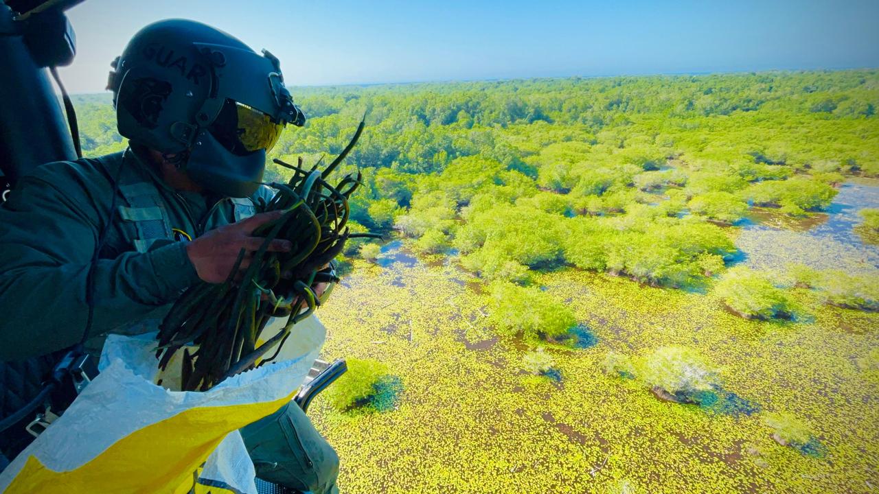 Ejército lanzó propágulos de mangle desde un helicóptero para repoblar con esta especie las zonas de difícil acceso. / Foto: Ejército de Guatemala.