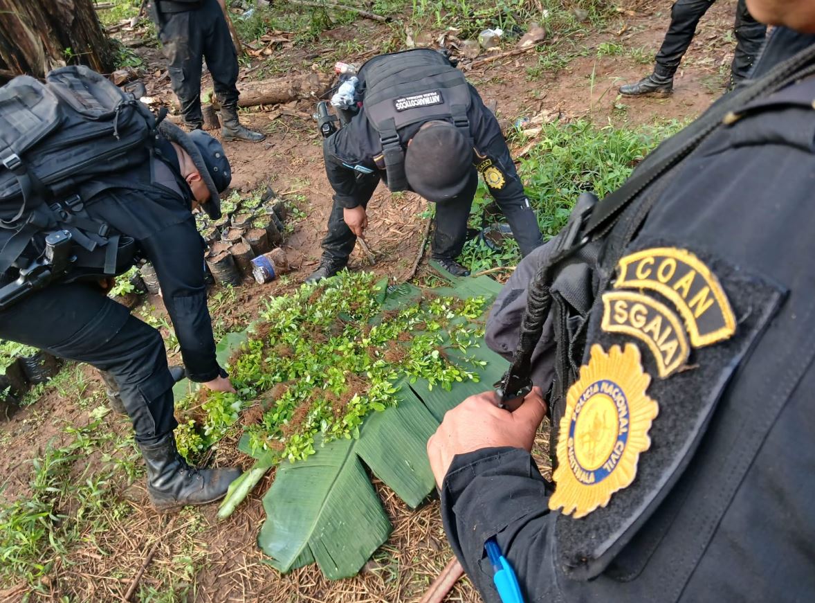 Erradican matas de coca en Petén. / Foto: PNC.