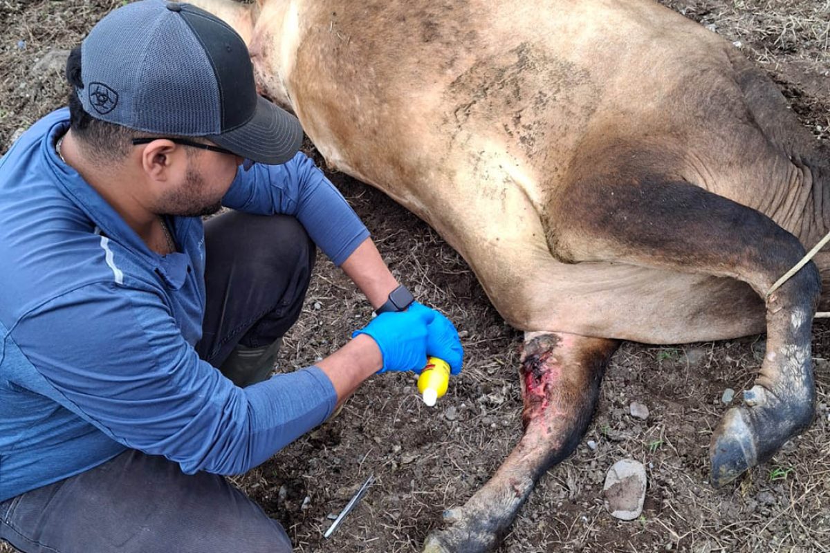 Inspecciones por la amenaza del gusano barrenador. / Foto: MAGA.