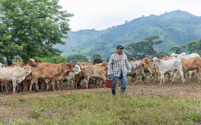 El 75.36 % de animales infestados por el gusano barrenador se ha recuperado