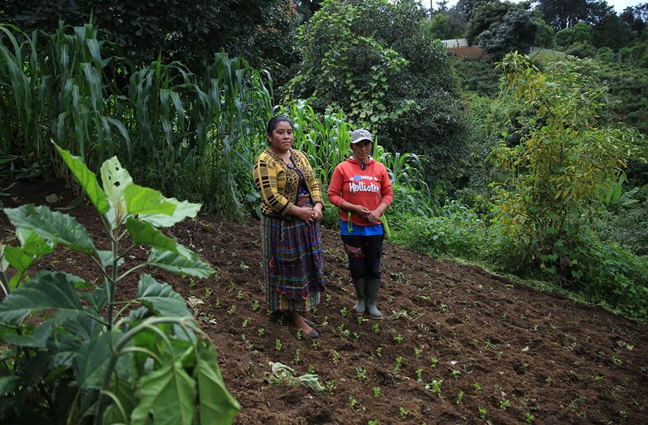 Crédito Tob’anik: la nueva apuesta de Arévalo para pequeños y medianos productores agrícolas