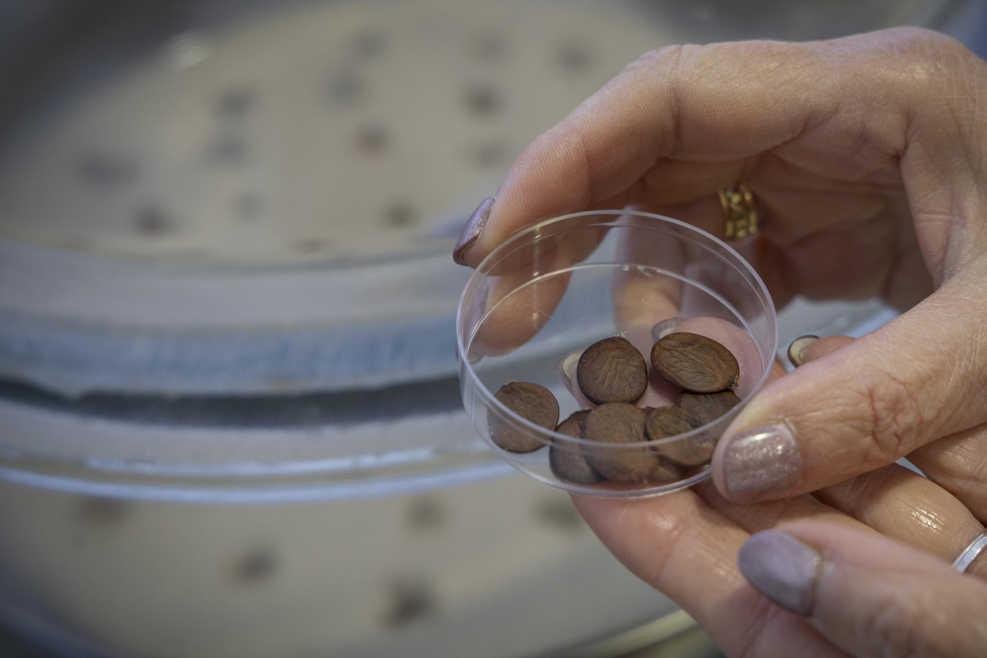 Instituciones acuden a los bancos de semillas para recuperar especies perdidas por desastres naturales.